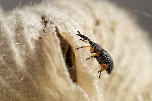 Free download beetle weevil macro animal free picture to be edited with GIMP free online image editor