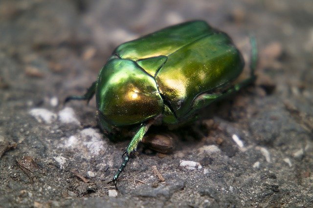 Free download Beetle Zlatoň Plain Cetonia -  free photo or picture to be edited with GIMP online image editor