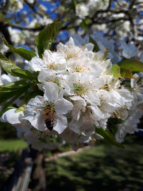 Free download Bee Tree Blossom -  free photo or picture to be edited with GIMP online image editor