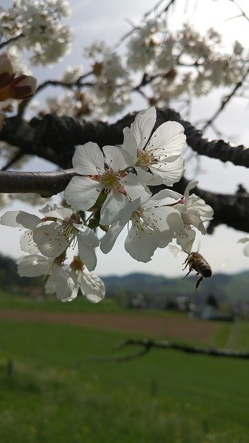 Free download Bee Tree Spring Cherry -  free photo or picture to be edited with GIMP online image editor