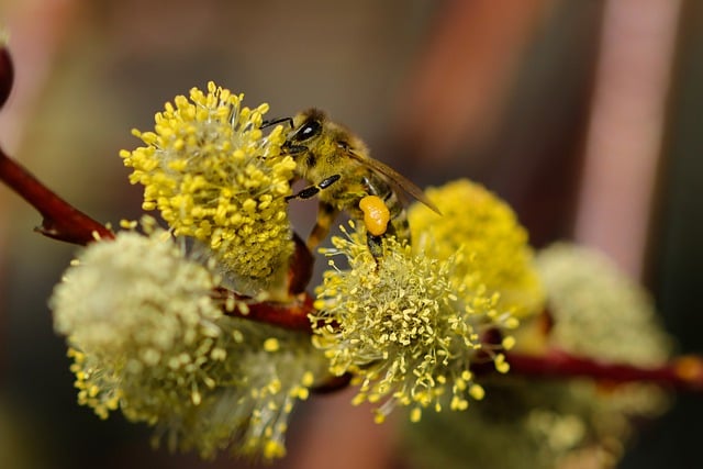 Free download bee willow catkins pollination free picture to be edited with GIMP free online image editor