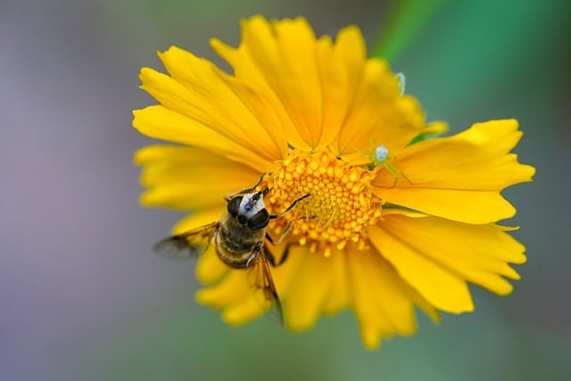 Free download bee yellow flower pollination free picture to be edited with GIMP free online image editor