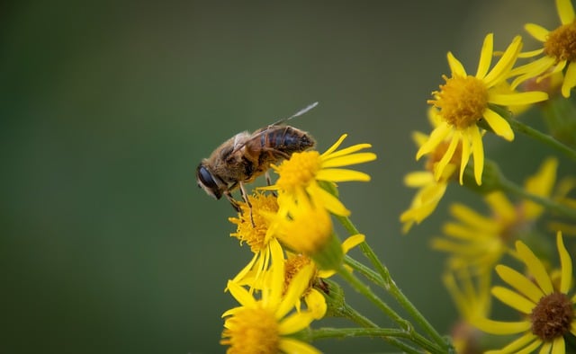 Free download bee yellow flowers pollination free picture to be edited with GIMP free online image editor