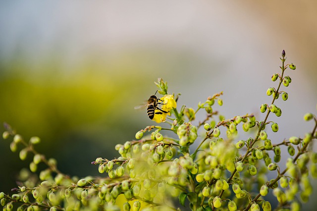 Free download bee yellow wildflowers pollination free picture to be edited with GIMP free online image editor