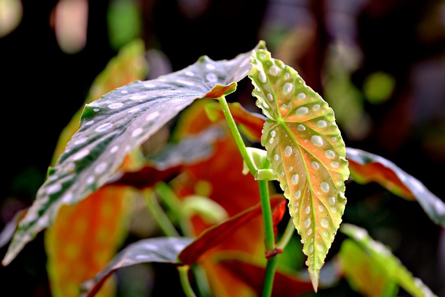 Free download begonia angel flora leaves nature free picture to be edited with GIMP free online image editor