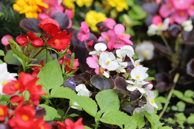 Free download begonia flowers free picture to be edited with GIMP free online image editor