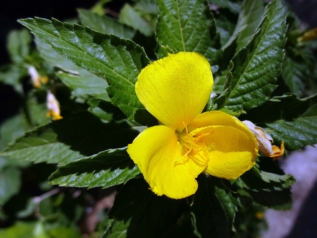 Free download Begonia Flower Yellow -  free photo or picture to be edited with GIMP online image editor