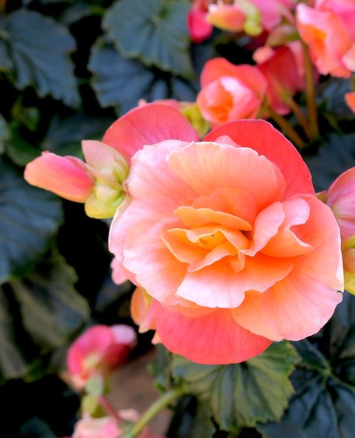 Begonia Pink Tuberous de OffiDocs para oficina