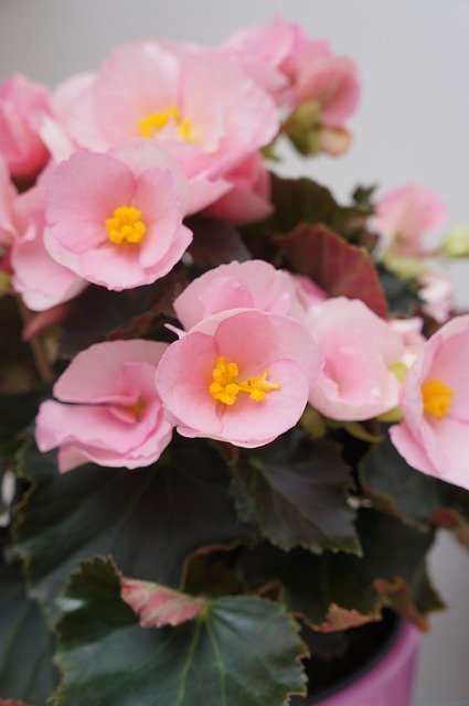 Free download begonia x tuberhybrida houseplant free picture to be edited with GIMP free online image editor