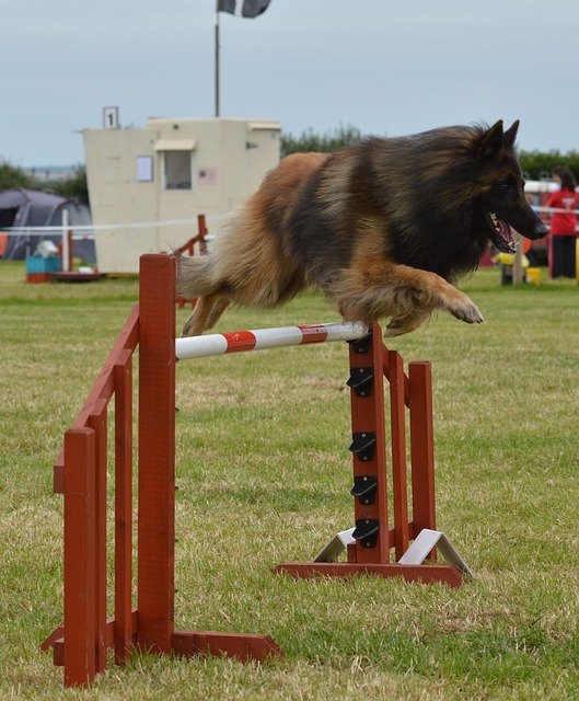 Free download Belgian Shepherd Dog Agility -  free photo or picture to be edited with GIMP online image editor
