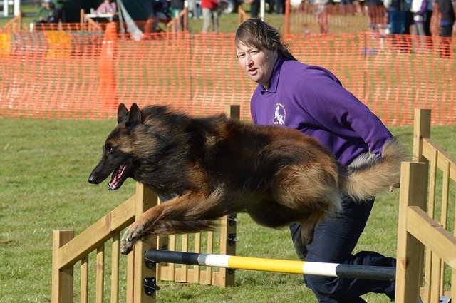 Free download Belgian Shepherd Dog Handler -  free photo or picture to be edited with GIMP online image editor