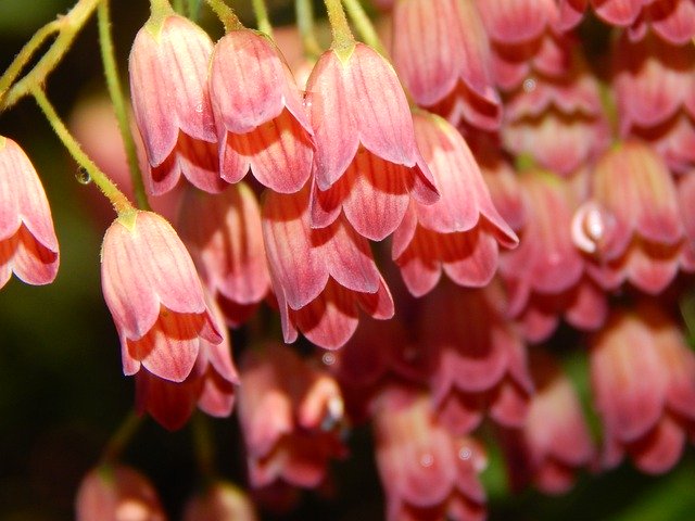 ดาวน์โหลดฟรี Bell Blossom Bloom - ภาพถ่ายหรือรูปภาพฟรีที่จะแก้ไขด้วยโปรแกรมแก้ไขรูปภาพออนไลน์ GIMP