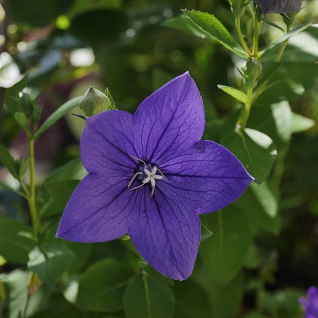 Free download Bellflower Blue Purple -  free photo or picture to be edited with GIMP online image editor