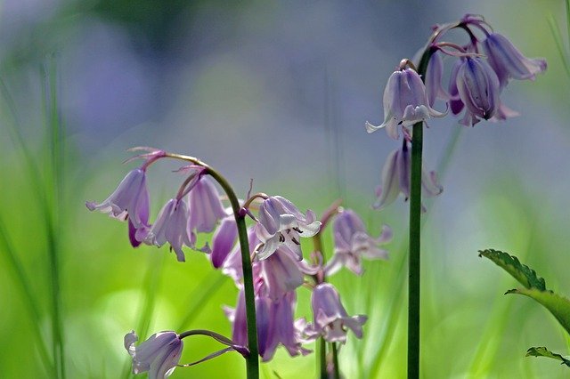 Free download Bellflower Flower Meadow Spring -  free photo or picture to be edited with GIMP online image editor