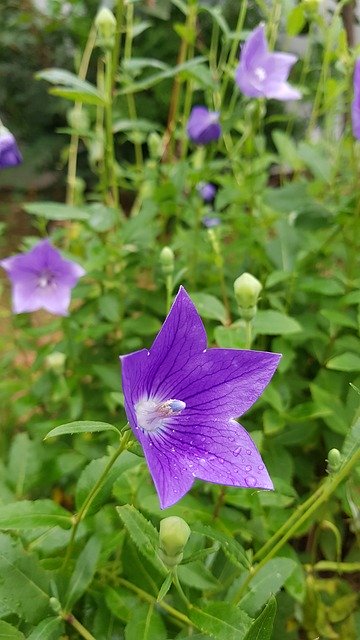 Free download Bellflower Flower See -  free photo or picture to be edited with GIMP online image editor