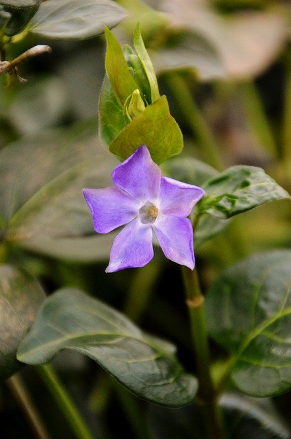 Free download Bellflower Flower Spring -  free photo or picture to be edited with GIMP online image editor