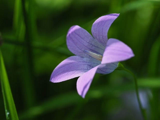 Free download bellflower purple blossom bloom free picture to be edited with GIMP free online image editor