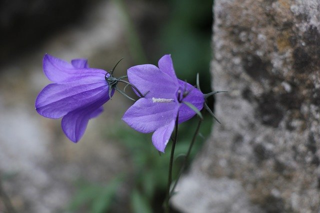 Free download Bell Flowers Flora -  free photo or picture to be edited with GIMP online image editor