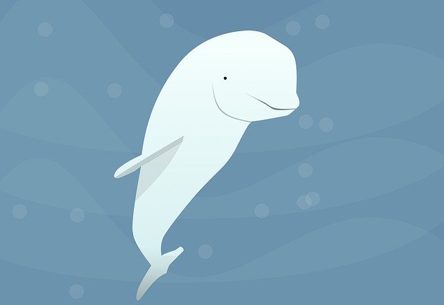 Free download Beluga Whale Cartoon -  free illustration to be edited with GIMP free online image editor