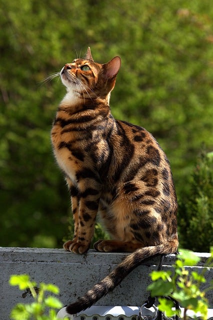 Free download bengal bengal cat hunter mammal free picture to be edited with GIMP free online image editor