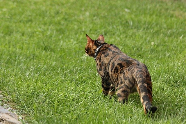 Free download Bengal Cat Nature Tiger -  free photo or picture to be edited with GIMP online image editor