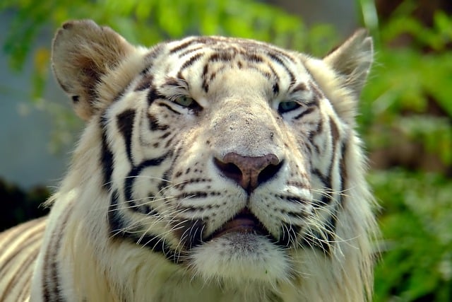 Free download bengal tiger tiger animal mammal free picture to be edited with GIMP free online image editor