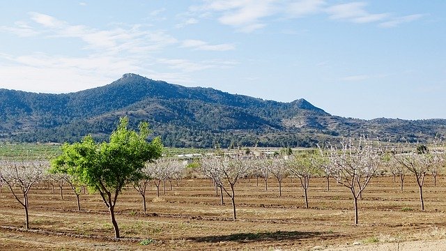 Free download Berg Baum Spain -  free photo or picture to be edited with GIMP online image editor