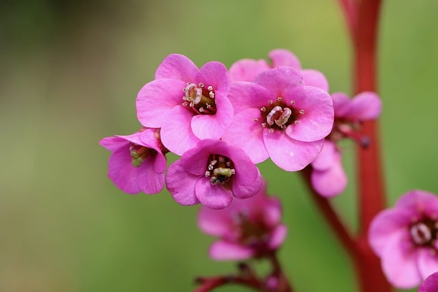 Free download bergenie thick leaved bergenia free picture to be edited with GIMP free online image editor