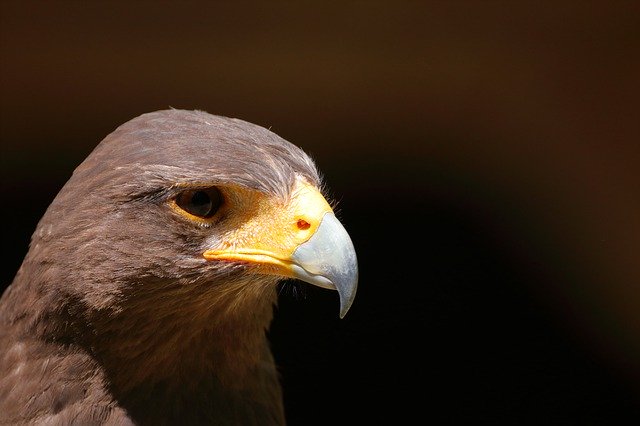 Free download Bergisches Land Bird Raptor -  free photo or picture to be edited with GIMP online image editor