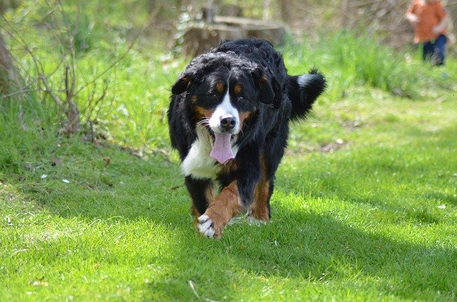 ดาวน์โหลดฟรี Bernese Mountain Dog Nature - ภาพถ่ายหรือรูปภาพฟรีที่จะแก้ไขด้วยโปรแกรมแก้ไขรูปภาพออนไลน์ GIMP