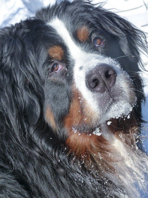 Free download Bernese Mountain Dog Pet Animal -  free photo or picture to be edited with GIMP online image editor