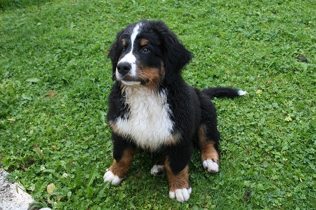 Free download Bernese Mountain Dog Puppy -  free photo or picture to be edited with GIMP online image editor