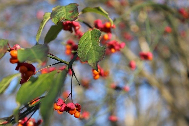 Free download Berries Autumn Leaves -  free photo or picture to be edited with GIMP online image editor