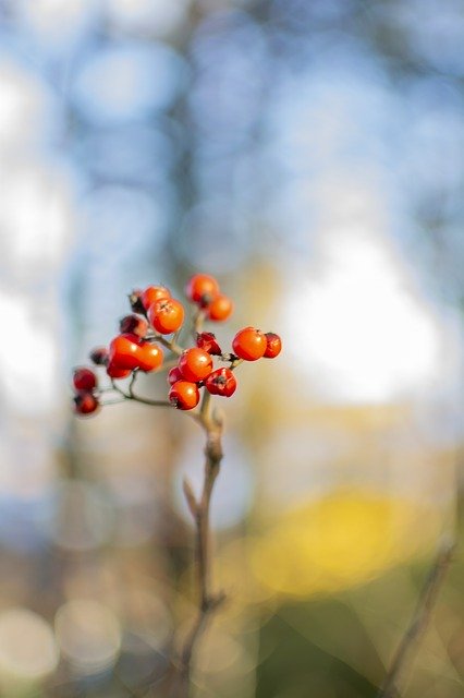 Free download Berries Bokeh Nature -  free photo or picture to be edited with GIMP online image editor