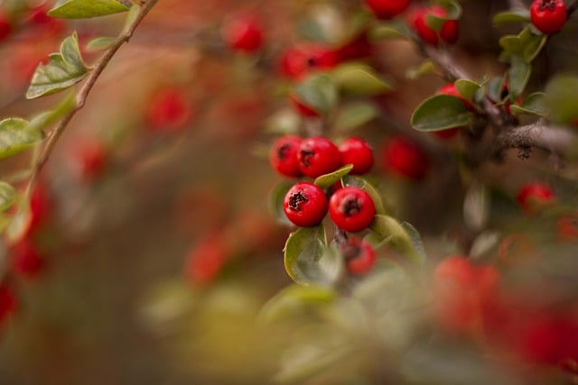 Free download berries branches nature autumn free picture to be edited with GIMP free online image editor