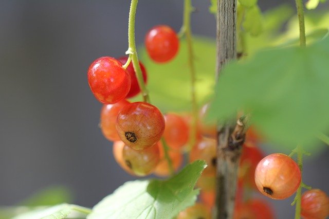 Free download Berries Currants Fruits -  free photo or picture to be edited with GIMP online image editor