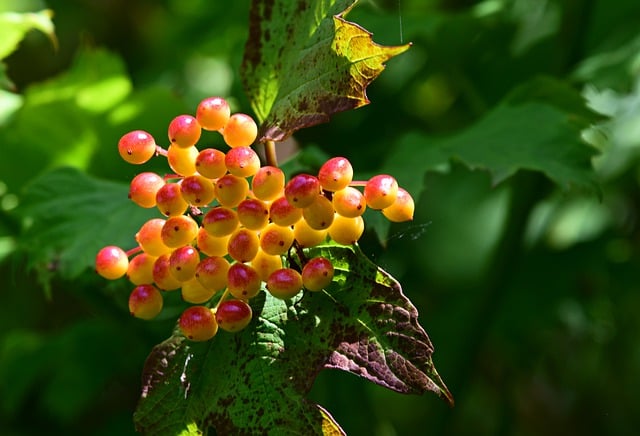 Free download berries fruit food edible plant free picture to be edited with GIMP free online image editor