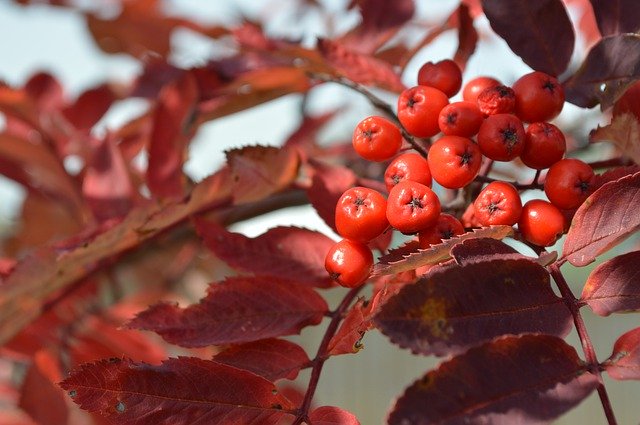 Free download Berries Leaves Red -  free photo or picture to be edited with GIMP online image editor