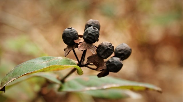 Free download berries leaves vegetable forest free picture to be edited with GIMP free online image editor