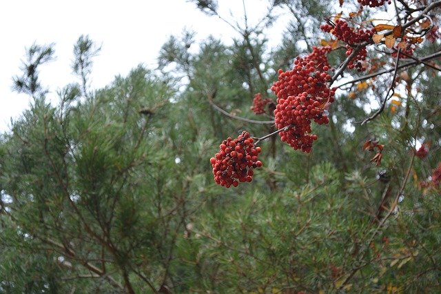 Free download Berries Mountain Ash Nature -  free photo or picture to be edited with GIMP online image editor