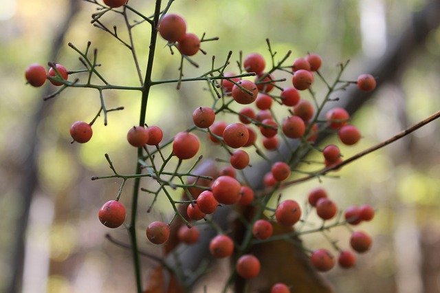 Free download Berries Nature Berry -  free free photo or picture to be edited with GIMP online image editor