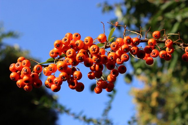 Free download Berries Ornamental Prickly -  free photo or picture to be edited with GIMP online image editor