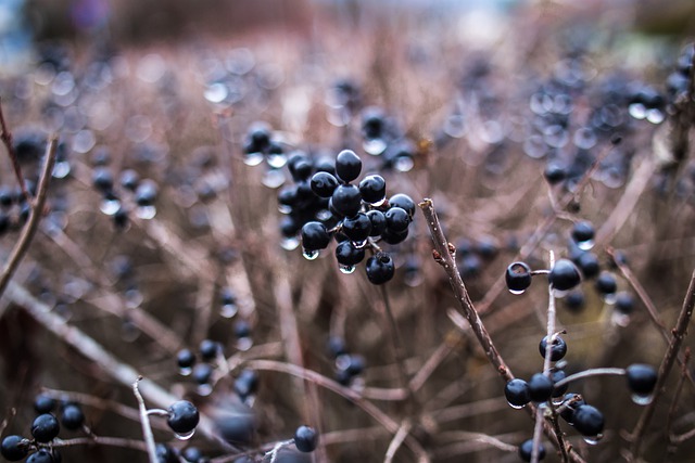 Free download berries plants dew dewdrop winter free picture to be edited with GIMP free online image editor