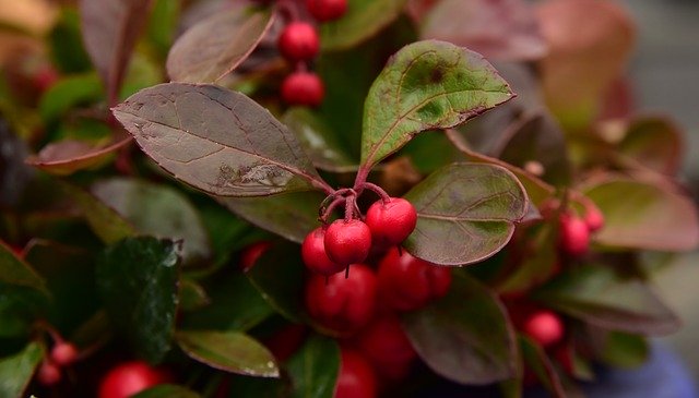 Free download Berries Red Small -  free photo or picture to be edited with GIMP online image editor