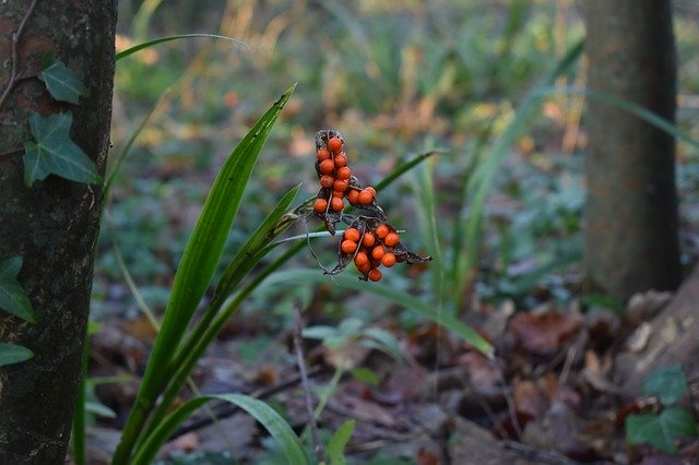 Free download Berries Woodland Berry -  free photo or picture to be edited with GIMP online image editor