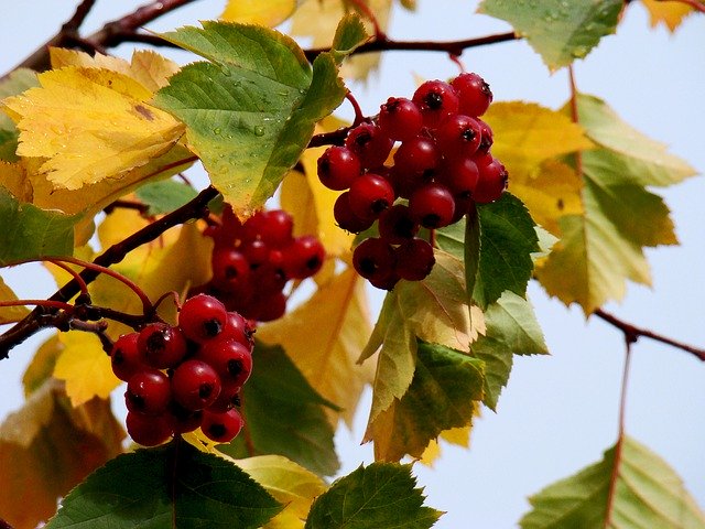 Free download Berry Autumn Hawthorn -  free free photo or picture to be edited with GIMP online image editor