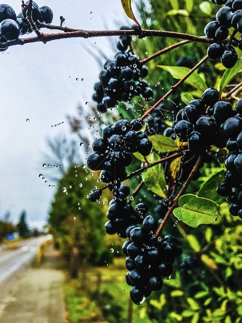 Free download Berry Branch Nature free photo template to be edited with GIMP online image editor