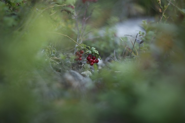 Free download berry cranberries forest beauty free picture to be edited with GIMP free online image editor