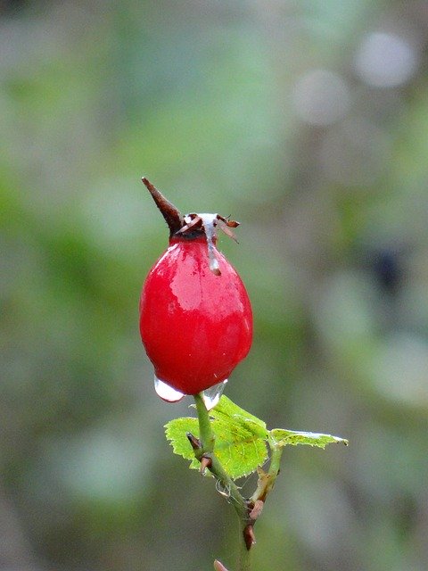 Free download Berry Drop Rain -  free photo or picture to be edited with GIMP online image editor