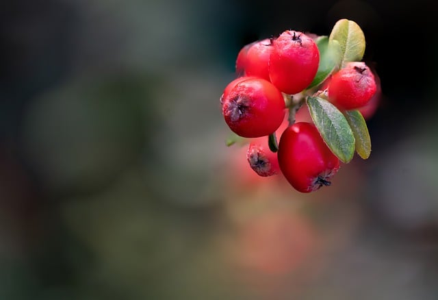 Free download berry fruit nature fall background free picture to be edited with GIMP free online image editor